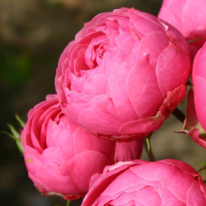 Vrtnice Floribunda - Roza - Pomponella® - 